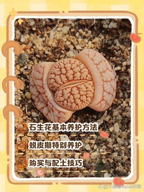 生石花怎么分株繁殖，生石花怎样分株？-第5张图片-优品飞百科