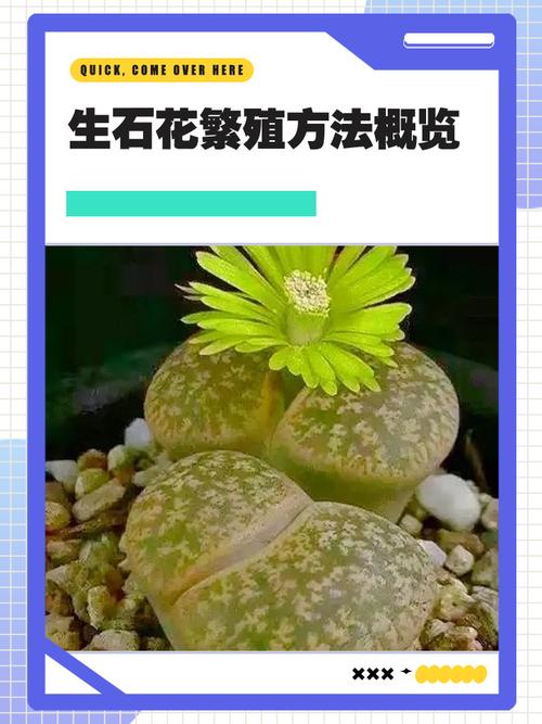 生石花怎么分株繁殖，生石花怎样分株？-第6张图片-优品飞百科