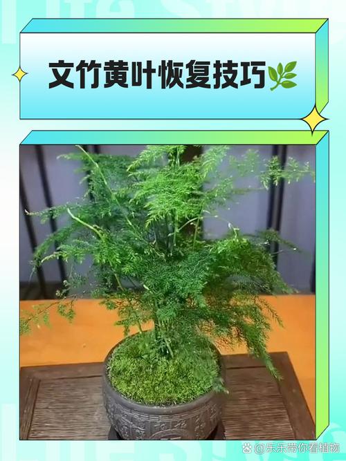 如何有效防止文竹干尖，怎么预防文竹黄叶啊？