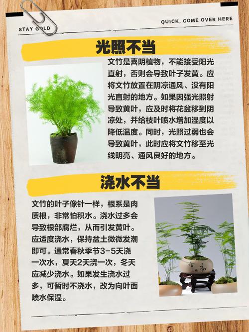 如何有效防止文竹干尖,怎么预防文竹黄叶啊?-第2张图片-优品飞百科 如何有效防止文竹干尖,怎么预防文竹黄叶啊?-第2张图片-优品飞百科