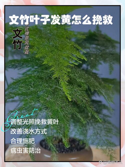 如何有效防止文竹干尖,怎么预防文竹黄叶啊?-第3张图片-优品飞百科 如何有效防止文竹干尖,怎么预防文竹黄叶啊?-第3张图片-优品飞百科