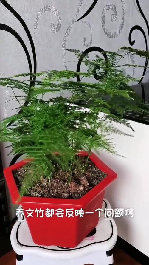 如何有效防止文竹干尖,怎么预防文竹黄叶啊?-第4张图片-优品飞百科 如何有效防止文竹干尖,怎么预防文竹黄叶啊?-第4张图片-优品飞百科