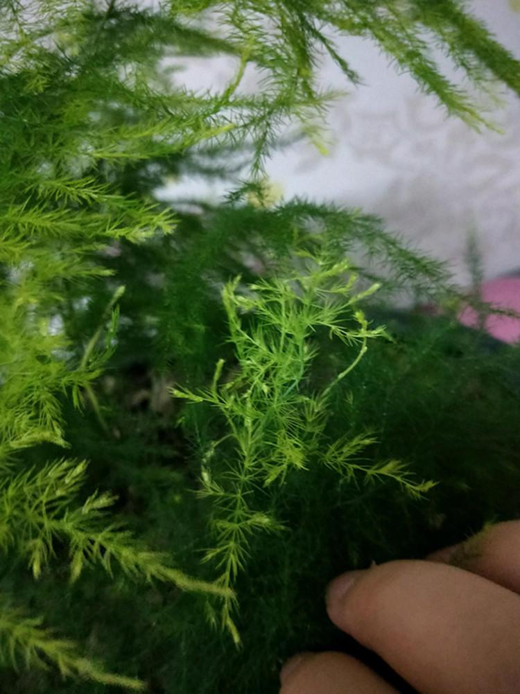 如何有效防止文竹干尖,怎么预防文竹黄叶啊?-第5张图片-优品飞百科 如何有效防止文竹干尖,怎么预防文竹黄叶啊?-第5张图片-优品飞百科