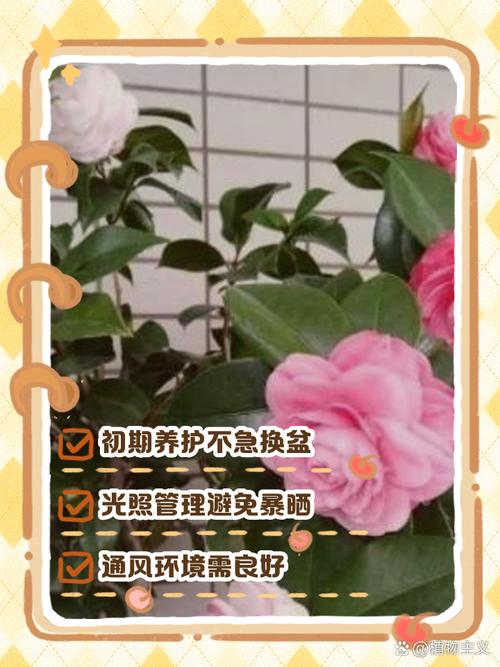 茶花换盆注意事项，茶花换盆的三大忌？