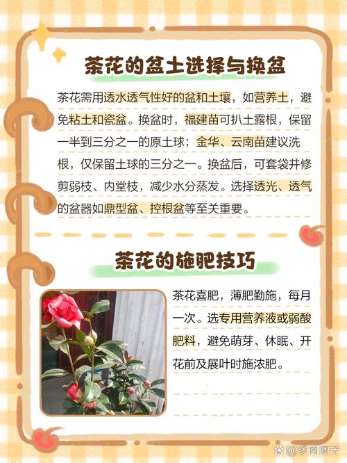 茶花换盆注意事项,茶花换盆的三大忌?-第2张图片-优品飞百科 茶花换盆注意事项,茶花换盆的三大忌?-第2张图片-优品飞百科