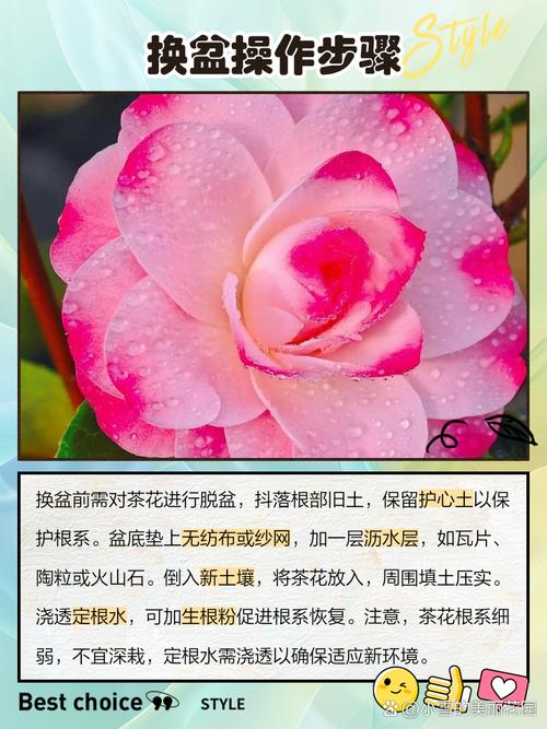 茶花换盆注意事项,茶花换盆的三大忌?-第4张图片-优品飞百科 茶花换盆注意事项,茶花换盆的三大忌?-第4张图片-优品飞百科