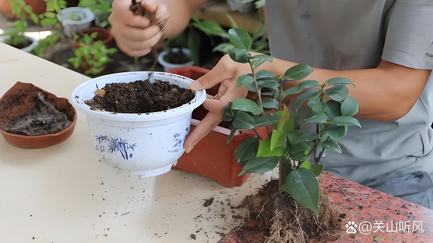 茶花换盆注意事项,茶花换盆的三大忌?-第5张图片-优品飞百科 茶花换盆注意事项,茶花换盆的三大忌?-第5张图片-优品飞百科