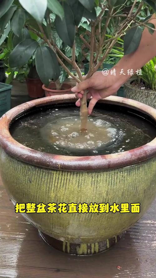 茶花换盆注意事项,茶花换盆的三大忌?-第6张图片-优品飞百科 茶花换盆注意事项,茶花换盆的三大忌?-第6张图片-优品飞百科