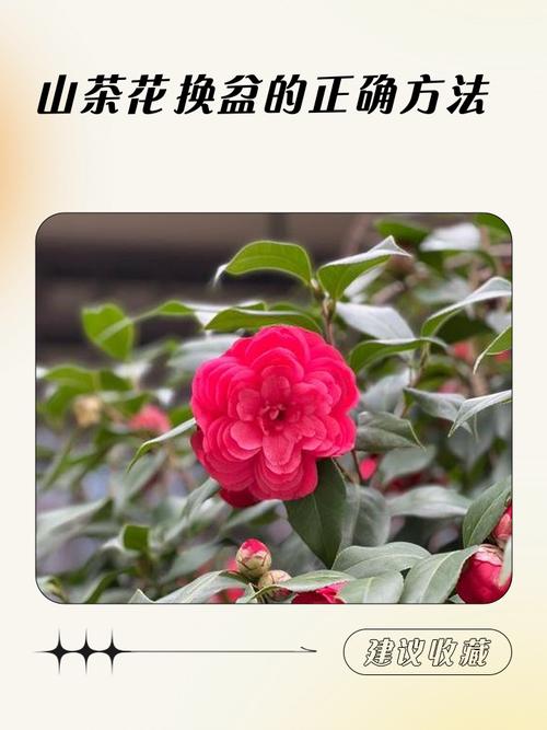 茶花换盆注意事项,茶花换盆的三大忌?-第7张图片-优品飞百科 茶花换盆注意事项,茶花换盆的三大忌?-第7张图片-优品飞百科