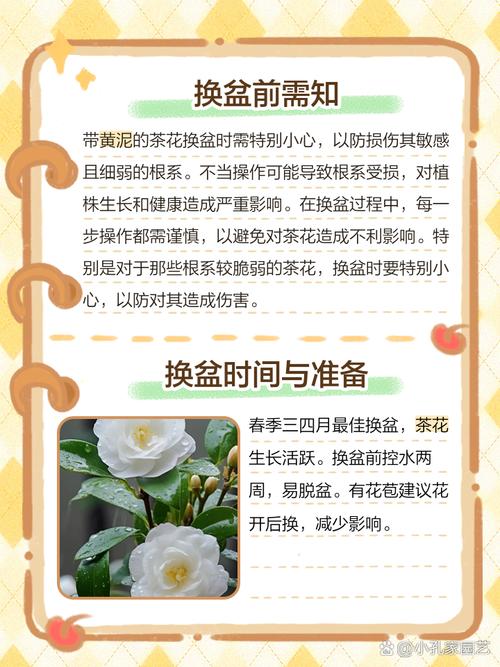茶花换盆注意事项,茶花换盆的三大忌?-第8张图片-优品飞百科 茶花换盆注意事项,茶花换盆的三大忌?-第8张图片-优品飞百科