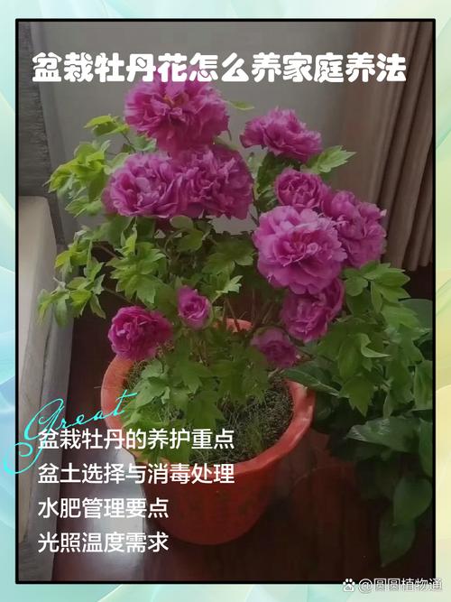 芍药换盆后不开花了，芍药换盆后不开花了什么原因-第2张图片-优品飞百科