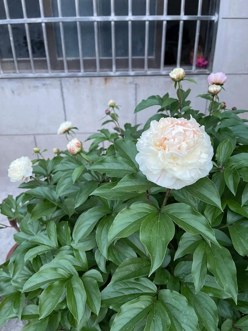 芍药换盆后不开花了，芍药换盆后不开花了什么原因-第4张图片-优品飞百科