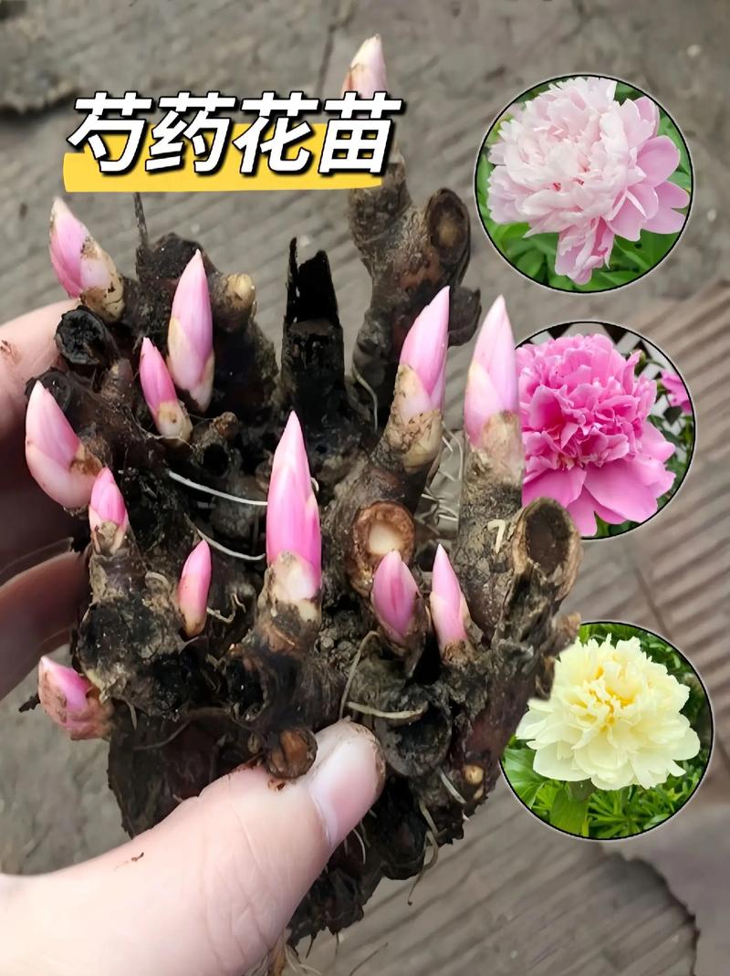 芍药换盆后不开花了，芍药换盆后不开花了什么原因-第5张图片-优品飞百科