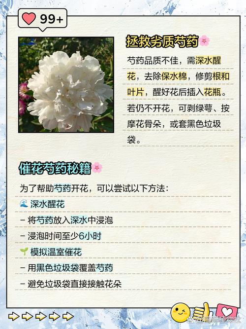 芍药换盆后不开花了，芍药换盆后不开花了什么原因-第6张图片-优品飞百科