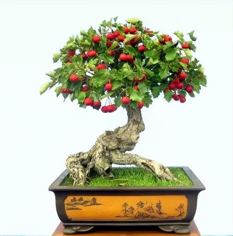 山楂树怎么养护管理，山楂树怎么养护管理技术