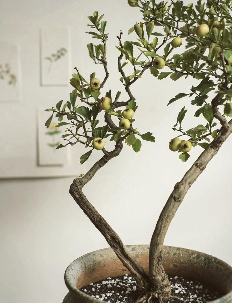 山楂树怎么养护管理,山楂树怎么养护管理技术-第2张图片-优品飞百科 山楂树怎么养护管理,山楂树怎么养护管理技术-第2张图片-优品飞百科