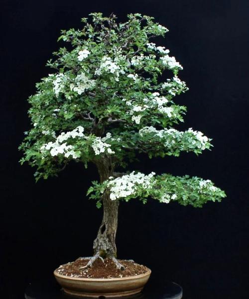 山楂树怎么养护管理,山楂树怎么养护管理技术-第4张图片-优品飞百科 山楂树怎么养护管理,山楂树怎么养护管理技术-第4张图片-优品飞百科