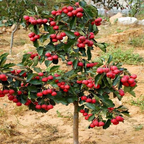 山楂树怎么养护管理,山楂树怎么养护管理技术-第5张图片-优品飞百科 山楂树怎么养护管理,山楂树怎么养护管理技术-第5张图片-优品飞百科