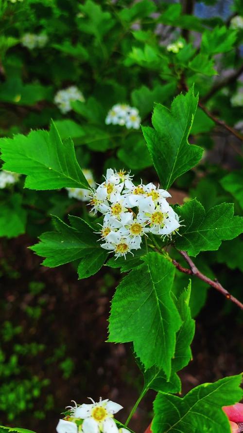 山楂树怎么养护管理,山楂树怎么养护管理技术-第6张图片-优品飞百科 山楂树怎么养护管理,山楂树怎么养护管理技术-第6张图片-优品飞百科