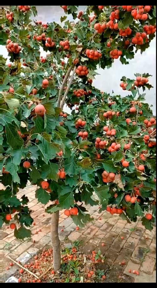 山楂树怎么养护管理,山楂树怎么养护管理技术-第7张图片-优品飞百科 山楂树怎么养护管理,山楂树怎么养护管理技术-第7张图片-优品飞百科