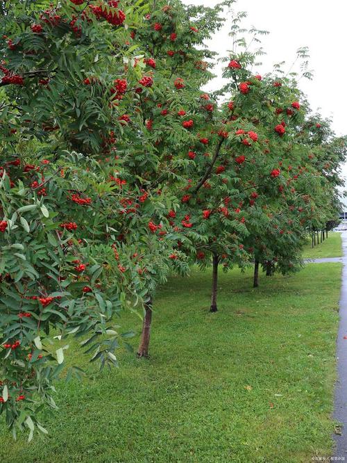 山楂树怎么养护管理,山楂树怎么养护管理技术-第8张图片-优品飞百科 山楂树怎么养护管理,山楂树怎么养护管理技术-第8张图片-优品飞百科
