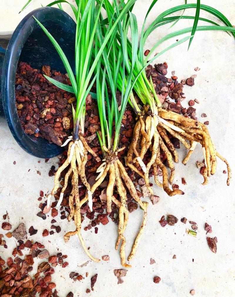 兰花引种苗弱怎么办，兰花引种苗会不会开花？