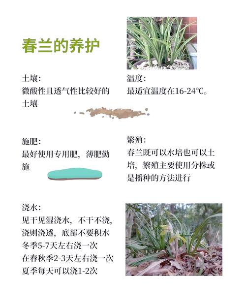 兰花引种苗弱怎么办，兰花引种苗会不会开花？-第2张图片-优品飞百科
