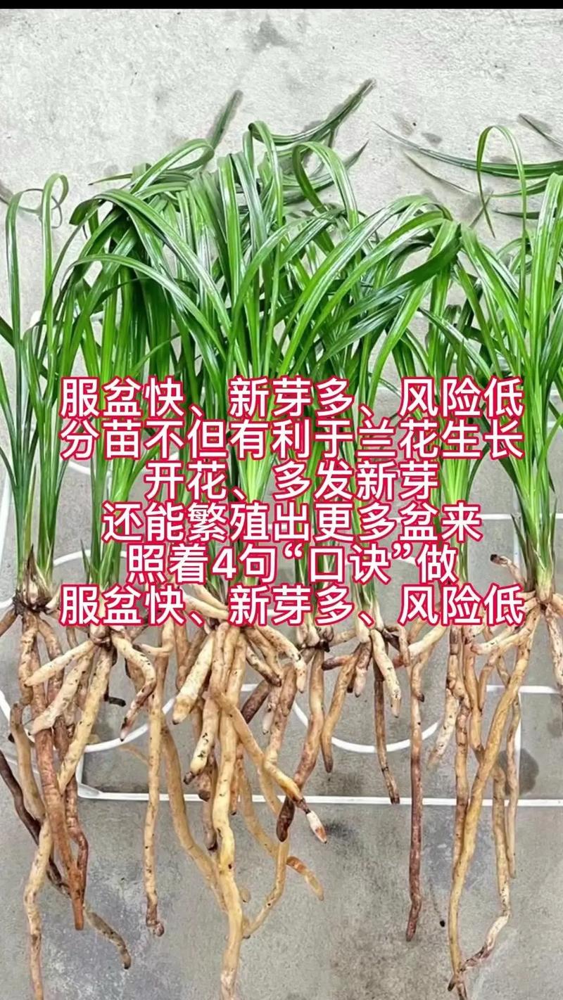 兰花引种苗弱怎么办，兰花引种苗会不会开花？-第3张图片-优品飞百科