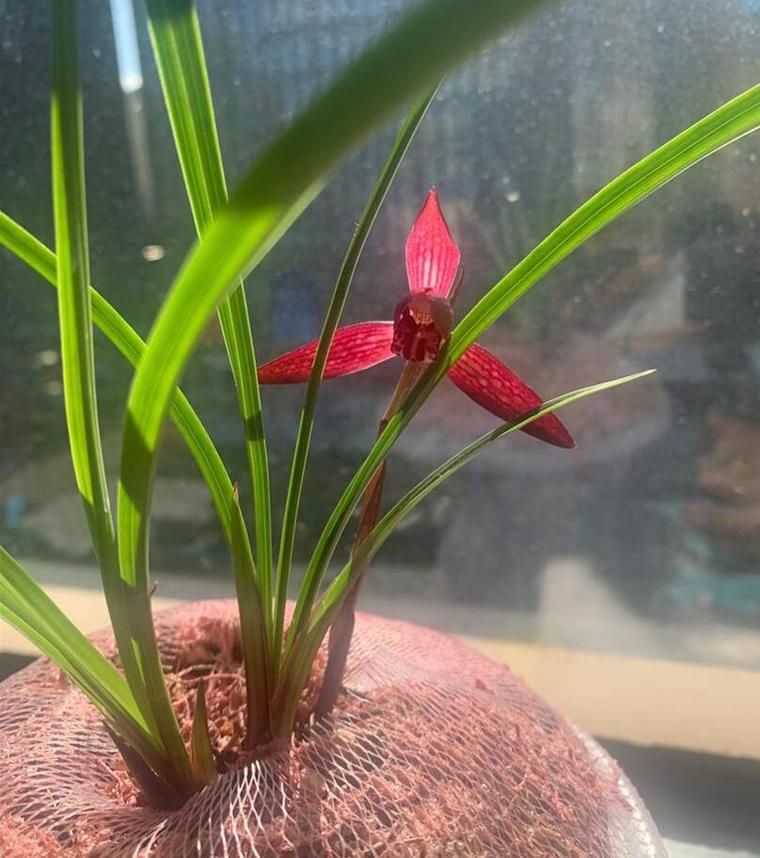 兰花引种苗弱怎么办，兰花引种苗会不会开花？-第4张图片-优品飞百科