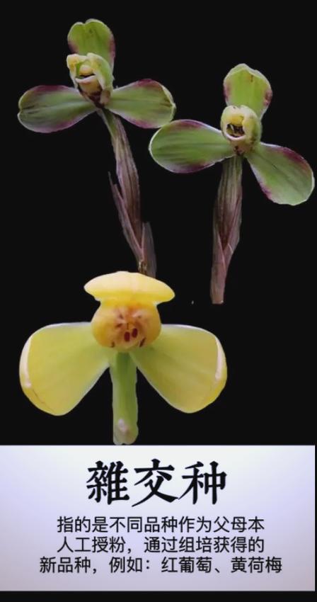 兰花引种苗弱怎么办，兰花引种苗会不会开花？-第5张图片-优品飞百科