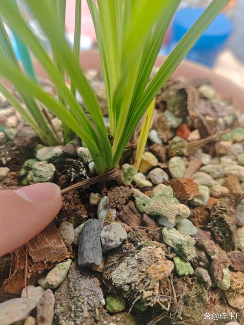 兰花引种苗弱怎么办，兰花引种苗会不会开花？-第6张图片-优品飞百科