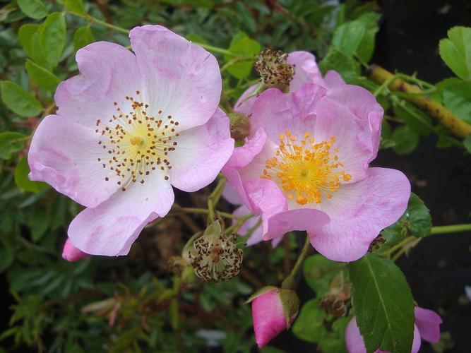 粉团蔷薇如何施肥，粉团蔷薇如何施肥比较好