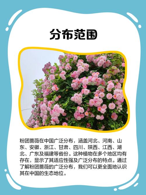 粉团蔷薇如何施肥，粉团蔷薇如何施肥比较好-第3张图片-优品飞百科