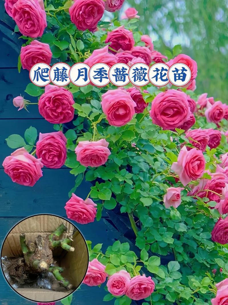 粉团蔷薇如何施肥，粉团蔷薇如何施肥比较好-第2张图片-优品飞百科