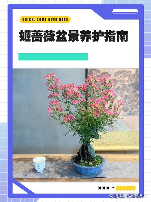 粉团蔷薇如何施肥，粉团蔷薇如何施肥比较好-第6张图片-优品飞百科