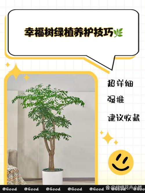幸福树怎么养殖，幸福树怎么养殖才能开花？