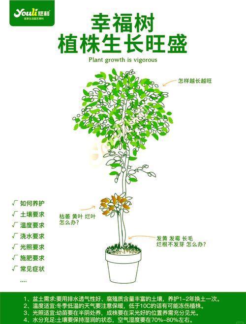 幸福树怎么养殖，幸福树怎么养殖才能开花？-第3张图片-优品飞百科