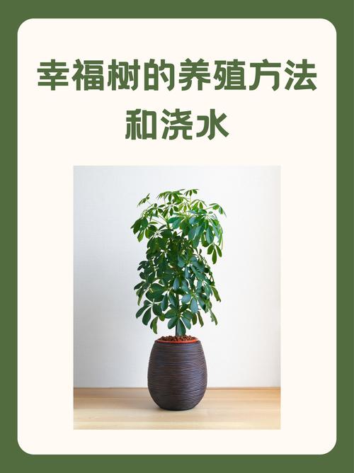 幸福树怎么养殖，幸福树怎么养殖才能开花？-第4张图片-优品飞百科