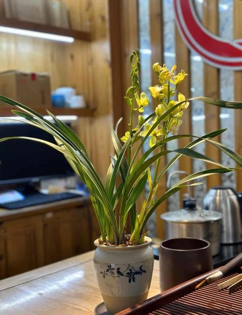 兰花夏季室内怎么养，夏天室内养兰花怎么浇水