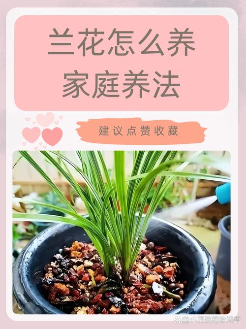 兰花夏季室内怎么养,夏天室内养兰花怎么浇水-第5张图片-优品飞百科 兰花夏季室内怎么养,夏天室内养兰花怎么浇水-第5张图片-优品飞百科