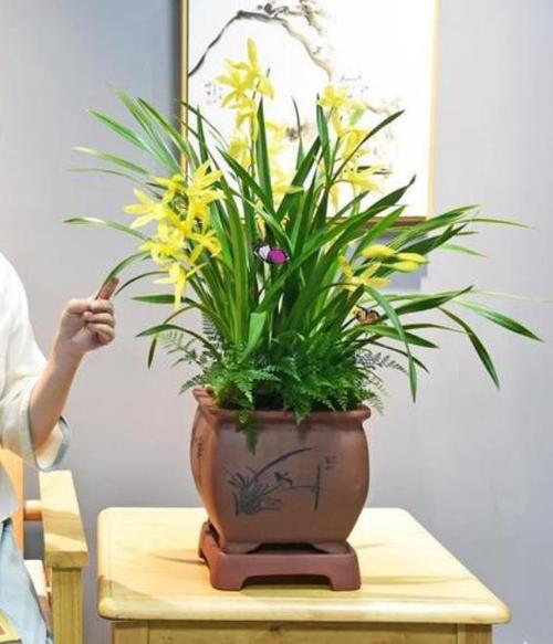 兰花夏季室内怎么养,夏天室内养兰花怎么浇水-第6张图片-优品飞百科 兰花夏季室内怎么养,夏天室内养兰花怎么浇水-第6张图片-优品飞百科