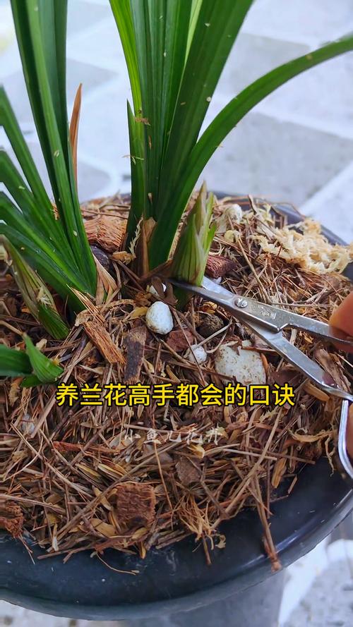 兰花夏季室内怎么养,夏天室内养兰花怎么浇水-第7张图片-优品飞百科 兰花夏季室内怎么养,夏天室内养兰花怎么浇水-第7张图片-优品飞百科