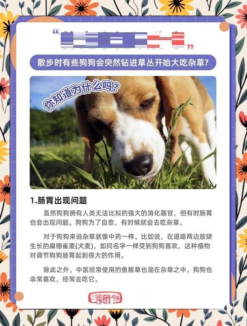 狗舌草怎么养，狗舌草功效主治