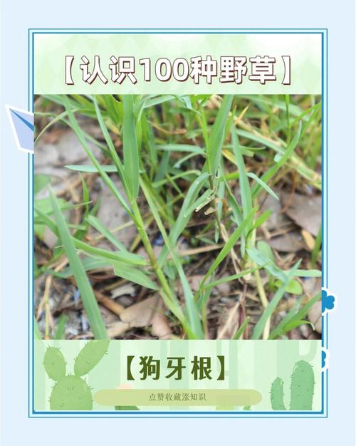 狗舌草怎么养，狗舌草功效主治-第2张图片-优品飞百科