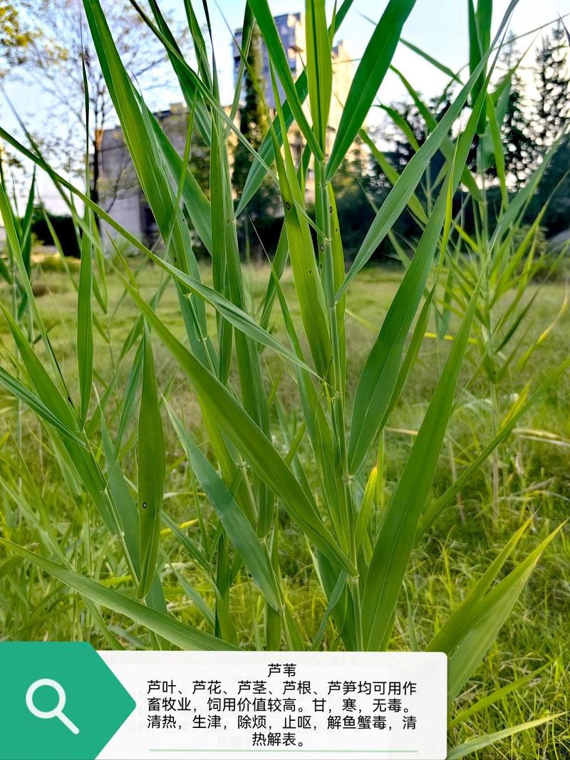 狗舌草怎么养，狗舌草功效主治-第3张图片-优品飞百科