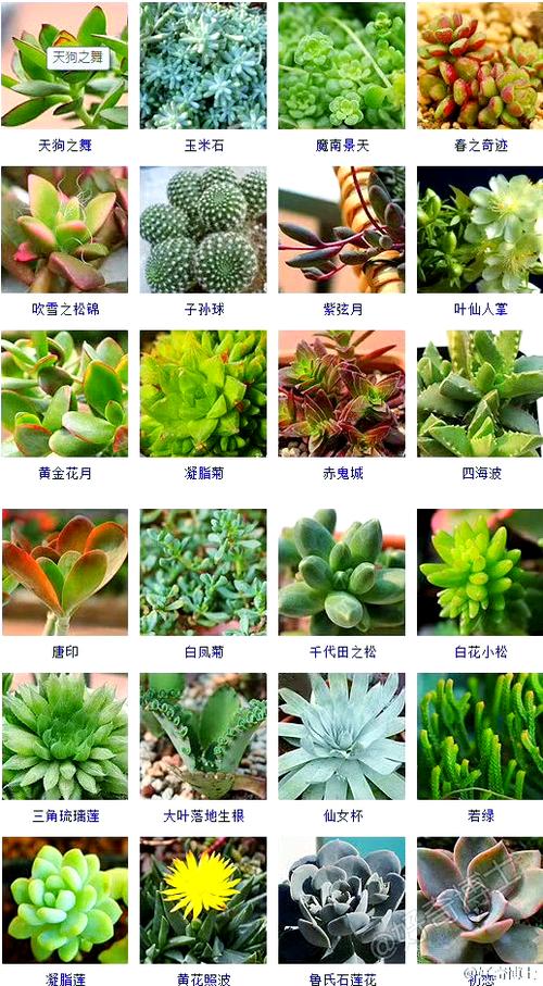 狗舌草怎么养，狗舌草功效主治-第4张图片-优品飞百科