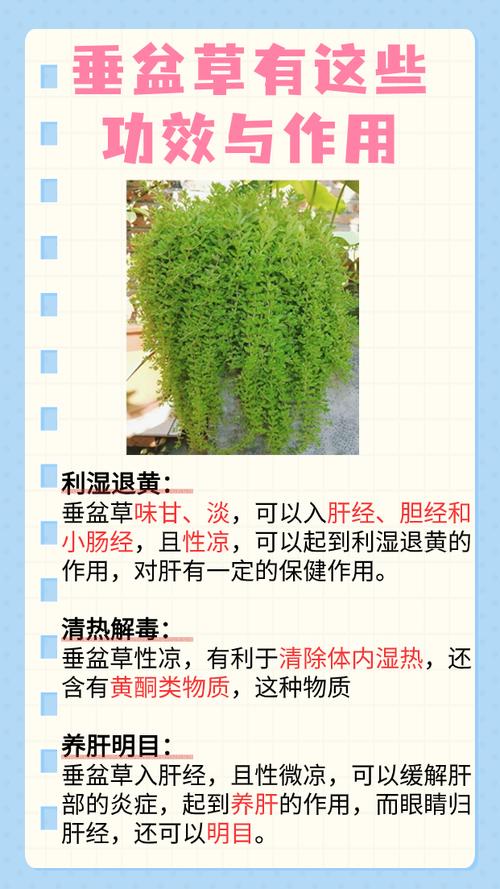 狗舌草怎么养，狗舌草功效主治-第5张图片-优品飞百科