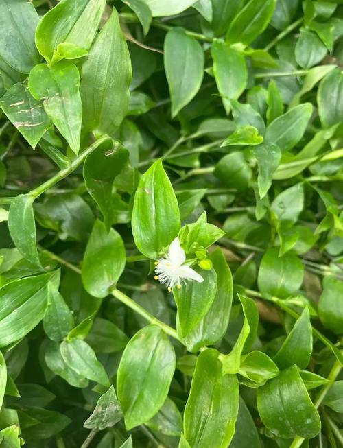 狗舌草怎么养，狗舌草功效主治-第6张图片-优品飞百科