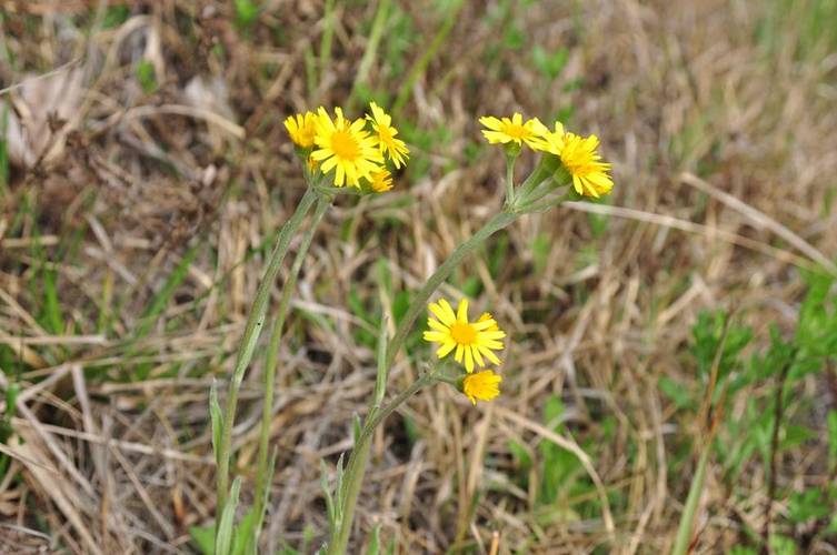 狗舌草怎么养，狗舌草功效主治-第7张图片-优品飞百科