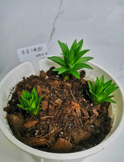 盆栽百合多久浇水一次？盆栽百合多长时间浇一次水？-第1张图片-优品飞百科